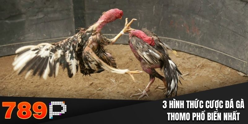 Đá Gà Thomo Tại 789P - Chi Tiết Quy Định Và Cửa Đặt Cược 3 hình thức cược đá gà Thomo phổ biến nhất