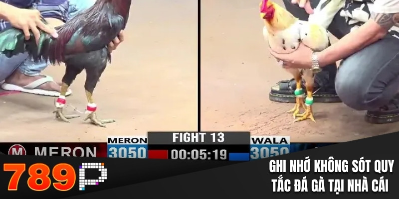 Đá Gà Cựa Sắt - Nhận Định Chính Xác Thu Thưởng Cực Đã Ghi nhớ không sót quy tắc đá gà tại nhà cái
