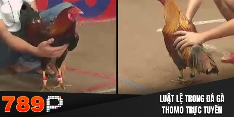 Đá Gà Thomo Tại 789P - Chi Tiết Quy Định Và Cửa Đặt Cược Luật lệ trong đá gà Thomo trực tuyến